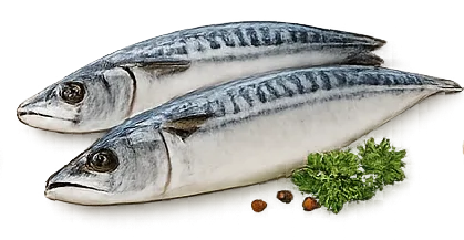 Скумбрія
